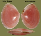 Ordnung Cardiida (Férussac, 1822)