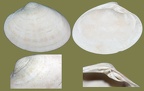 Ordnung Cardiida (Férussac, 1822)