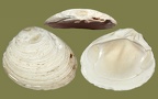 Ordnung Carditida (Dall, 1889)