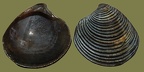 Ordnung Carditida (Dall, 1889)