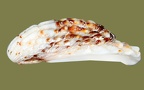 Cardita calyculata (Linnæus, 1758)