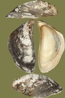 Ordnung Myida (Stoliczka, 1870)