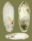 Gattung Barnea (Risso, 1826)