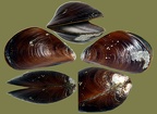 Mytilaster lineatus (Gmelin, 1791)