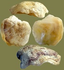 Ordnung Pectinoida (Adams & Adams, 1857)