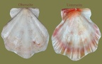 Ordnung Pectinoida (Adams & Adams, 1857)