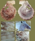 Ordnung Pectinoida (Adams & Adams, 1857)