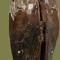 Pseudanodonta complanata -  1. Fund