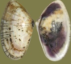 Stamm Mollusca (Cuvier, 1797)