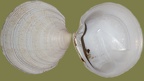 Ordnung Venerida (Adams & Adams, 1854)