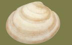 Ordnung Venerida (Adams & Adams, 1854)