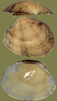 Klasse Bivalvia (Linnæus, 1758)