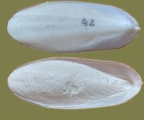 Sepia officinalis (Linnæus, 1758)