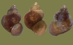Ordnung Architaenioglossa (Haller, 1890)