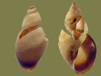 Bithynia tentaculata (Linnæus, 1758)