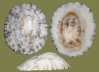 Lottia leucopleura (Gmelin, 1791)