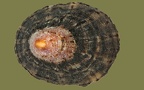 Ordnung Patellogastropoda (Lindberg, 1986)