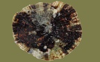 Patella caerulea (Linnæus, 1758)