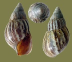 Ordnung Pulmonata (Cuvier in Blainville, 1814)