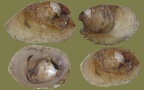 Acroloxus lacustris (Linnæus, 1758)