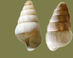  Klasse Gastropoda (Cuvier, 1797)