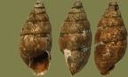 Ordnung Pulmonata (Cuvier in Blainville, 1814)