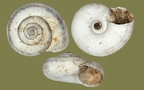 Gattung Cernuella (Schlüter, 1838)