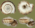 Gattung Xerolenta (Monterosato, 1892)