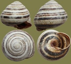 Stamm Mollusca (Cuvier, 1797)