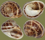  Klasse Gastropoda (Cuvier, 1797)