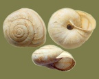 Metafruticicola naxiana (Férussac, 1832)