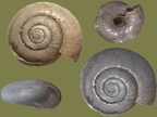 Aegopinella minor -  1. Fund