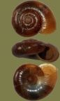 Aegopinella cf. nitens -  2. Fund