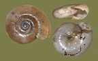 Ordnung Pulmonata (Cuvier in Blainville, 1814)
