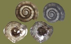 Stamm Mollusca (Cuvier, 1797)
