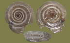 Anisus vortex (Linnæus, 1758)