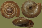 Stamm Mollusca (Cuvier, 1797)