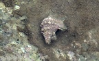 Stamm Mollusca (Cuvier, 1797)