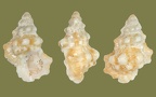 Klasse Gastropoda (Cuvier, 1797)
