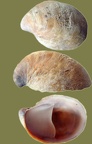 Ordnung Sorbeoconcha (Caenogastropoda) (Ponder & Lindberg, 1997)