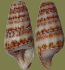  Klasse Gastropoda (Cuvier, 1797)