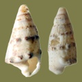 Rhinoclavis sinensis -  1. Fund