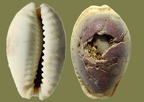 Naria (Cypraea) (Erosaria) (Luponia) erosa (Linnæus, 1758) 