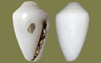 Stamm Mollusca (Cuvier, 1797)