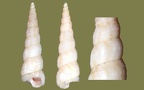 Acirsa subdecussata (Cantraine, 1835)