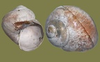 Littorina saxatilis (Olivi, 1792)
