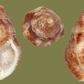 Cytharomorula grayi -  1. Fund