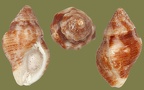 Cytharomorula (Nassarina) grayi (C. lowei) (Trophon lowei) (Dall, 1889)