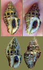 Stamm Mollusca (Cuvier, 1797)
