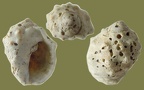 Stamm Mollusca (Cuvier, 1797)